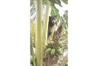 Sun bear cub rescued from coconut tree in Keningau