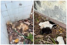 Dead tied dog discovered as cruelty cases raise concern in Tawau