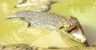 Allow controlled crocodile hunts