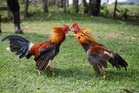 Cock fighting ring busted in Semporna