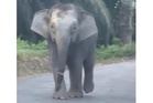 Video gajah cedera cetus kebimbangan baharu