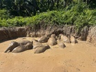 11 jumbos rescued from pond in Kinabatangan