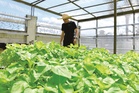 Kitchen Garden key to Sabah food security