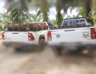 Polis Keningau siasat insiden ceroboh ladang sawit