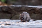 Infestasi tikus berpotensi cetus krisis kesihatan awam