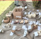 Ex-forest ranger held over wildlife parts in Tuaran