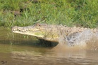 Science over culling in crocodile conflict