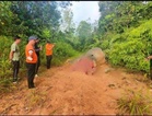 Bornean elephant found dead in Tongod with head and tusks missing