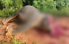 Jumbo found with head partly removed