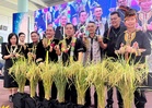 Dryland rice to boost food security
