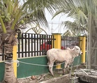 Adun Kunak serah 18 ekor lembu sempena Aidiladha