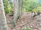 Growing cocoa, rubber together optimal, adds econo stability