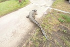 10-foot crocodile captured from river in Beaufort