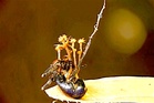 New parasitic fungus found in Danum