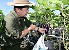 RM15 juta naik taraf pengairan sawah padi di Membakut