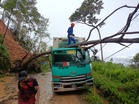 Pemandu selamat lori kontena dihempap pokok