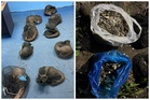 Filipino detained after seizure of pangolins, scales and suspected elephant tusk