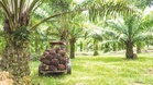 90pc oil palm in Sabah held  by outsiders