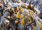 How to Protect Young Trees From Winter Sunscald