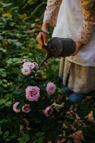 Fall Rose Care Mistakes That Can Hurt Next Year’s Blooms