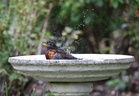 How to Clean Birdbaths Before Freezing Temperatures Arrive