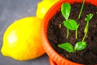 What Happens if You Plant the Seeds From a Grocery Store Lemon?