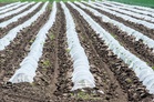 The Best Row Covers for Protecting Cool-Season Vegetables