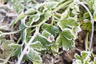 Why Parsley Can Keep Producing in Cooler Weather