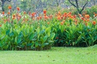Why Cannas Need Special Care Before Winter Storage