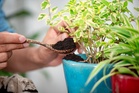 5 Viral Gardening Hacks That Could Do More Harm Than Good