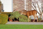 How to Keep Deer From Browsing Shrubs Through Winter