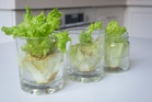 Can You Really Grow Lettuce From Grocery Store Scraps? Here’s What the Viral TikTok Hack Gets Right