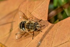 How to Clean Up Without Destroying Beneficial Insect Habitat