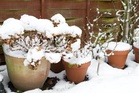 The Best Way to Store Empty Pots Before Freezing Nights