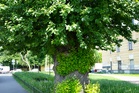 That $20 Tree From the Garden Center Could Become a $2,000 Problem