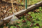 Your Neighbor’s Tree Is Dropping Leaves Into Your Yard — Who Has to Clean Them Up?