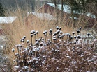 Why Some Perennials Should Be Left Standing Through Winter