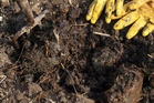 How to Use Aged Manure Without Burning Plant Roots