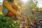 How to Thin Fall Seedlings Without Damaging Nearby Plants
