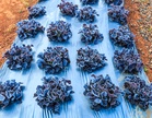 Why Plastic Sheeting Can Damage Plants During Cold Nights