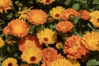 Which Annuals Can Reseed If Left Alone
