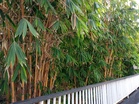 Your Neighbor’s Bamboo Is Spreading Into Your Yard — What Can You Do?