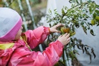 Why Some Tomatoes Should Be Pulled Before Frost