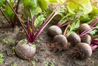 Why Beets Are One of the Best Late-Season Crops
