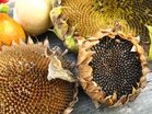 How to Dry Sunflower Heads for Seeds and Wildlife