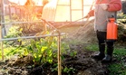 Why That Homemade Weed Killer May Be Damaging More Than Your Weeds
