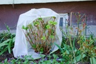 How to Use Frost Cloth Without Crushing Tender Plants