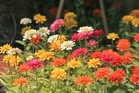 The Best Way to Collect Zinnia Seeds Before Frost