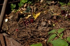 How to Balance Leaves and Kitchen Scraps in Compost