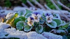 The Best Pansy Planting Tips for Chilly Weather